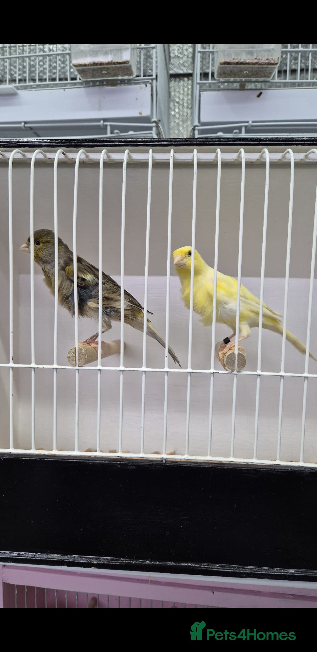 Canaries birds Canaries for sale - Advert 4