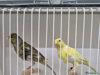 Canaries birds Canaries for sale - Advert 6