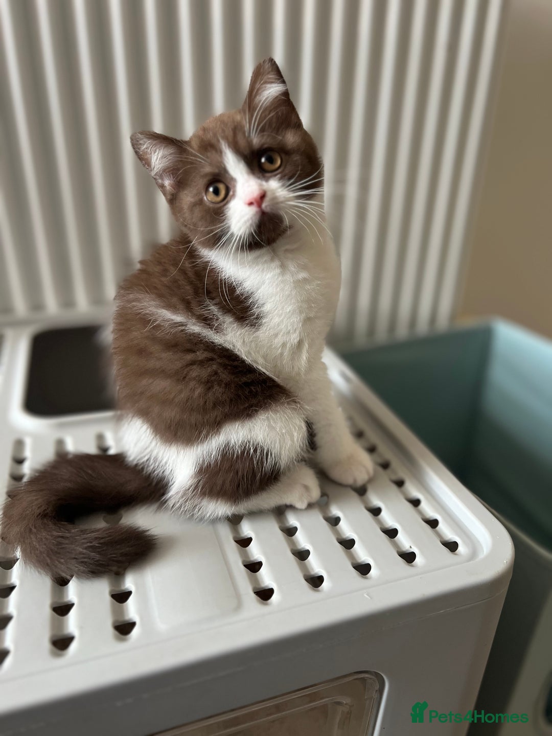 Ragdoll cats for sale: European ragdolls  - Image 8