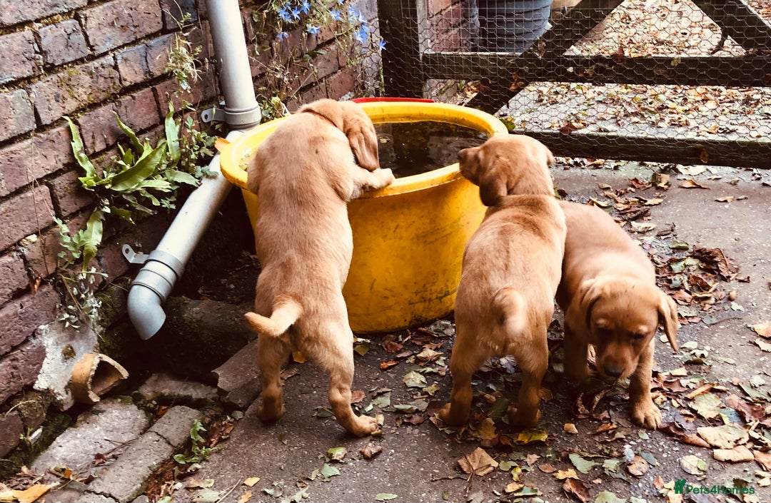 Goldador dogs for sale: Chunky red Goldadors, ready now  - Image 5