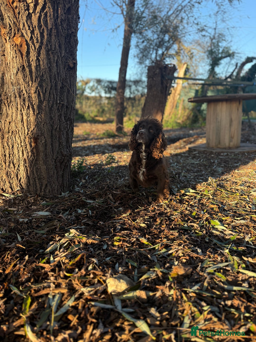 Cocker Spaniel dogs for sale: Beautiful spaniel looking for the best home  - Advert 3