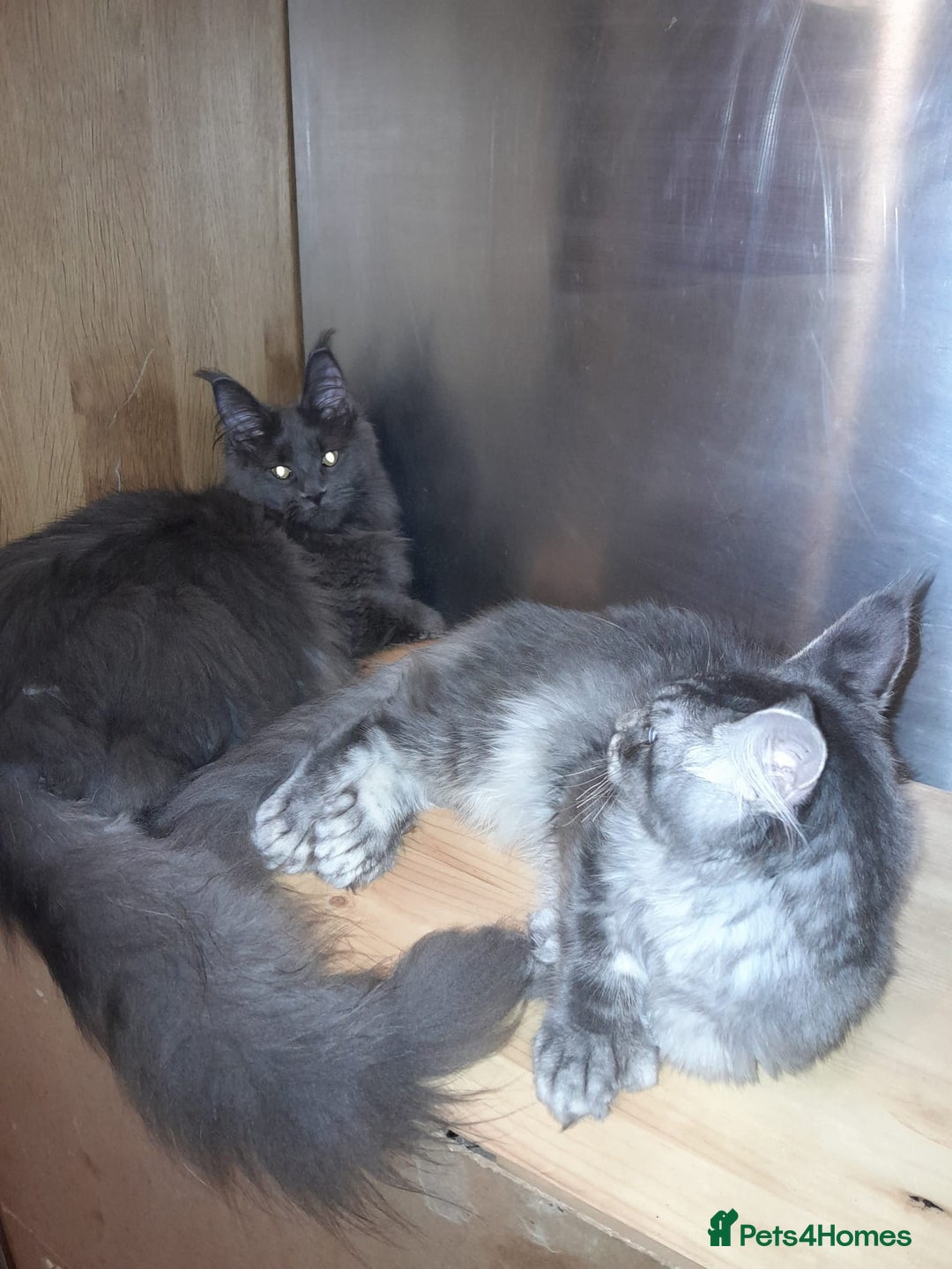 Maine Coon cats for sale: Polydactyl SolidBlue/BlackSilver Girls Maine Coon - Advert 5