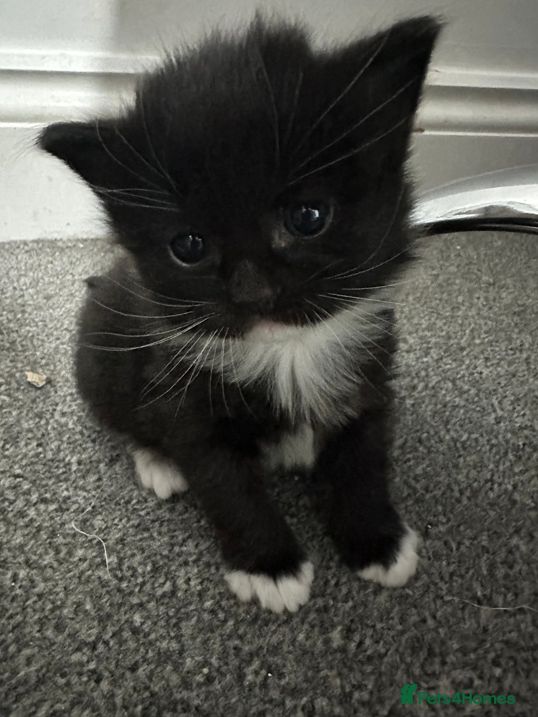 Siberian cats for sale: 5 Siberian Kittens & Mother Cat Available - Advert 2