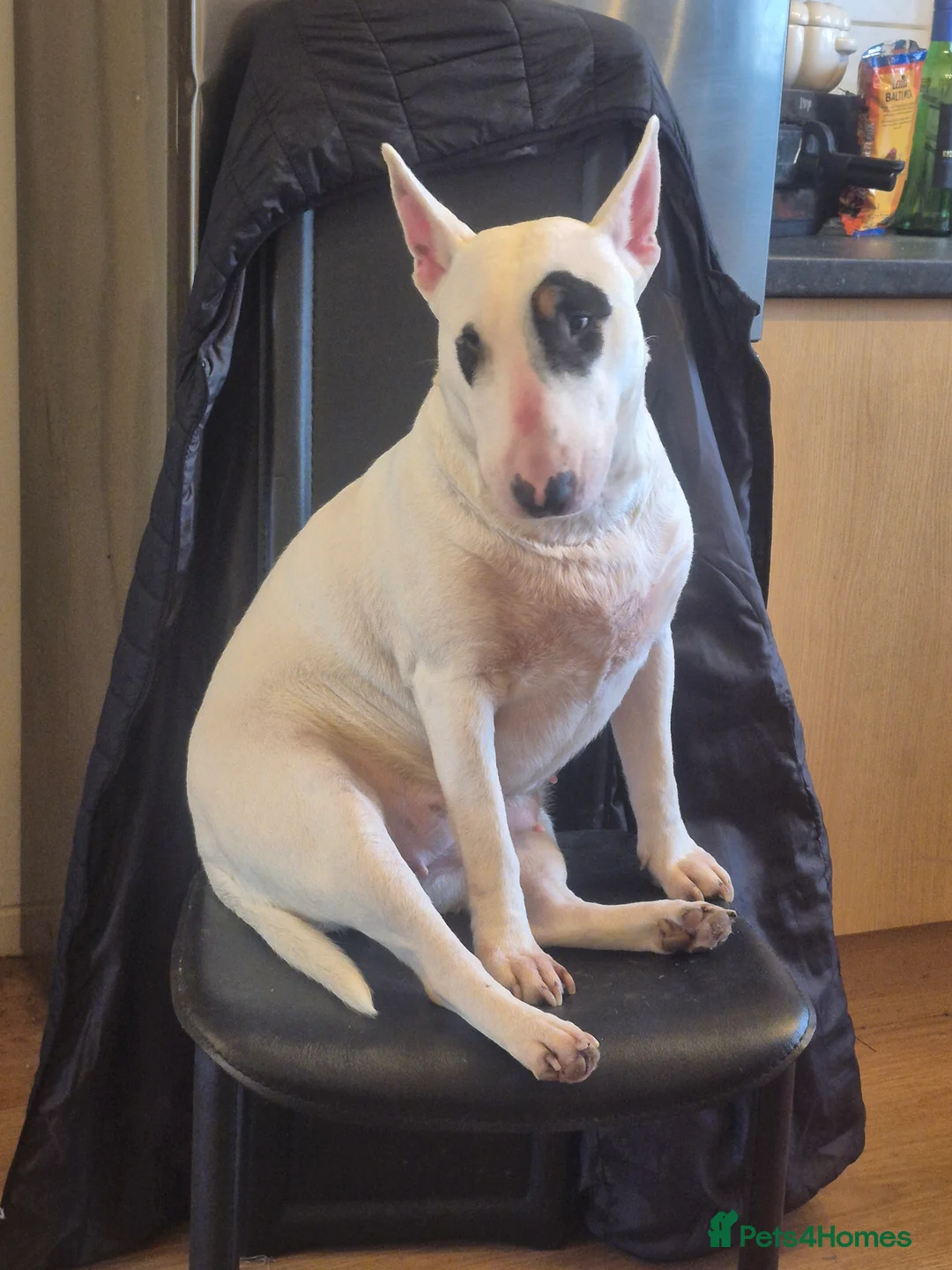 English Bull Terrier dogs for sale: English bull terrier  - Advert 1
