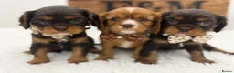 Cavalier King Charles Spaniel dogs for sale: Choc & Ruby Cavaliers E ** tensively Health Tested in Romford - Advert 1