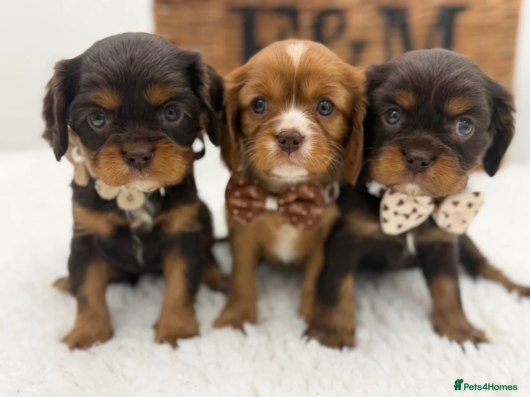 Cavalier King Charles Spaniel dogs for sale: Choc & Ruby Cavaliers E ** tensively Health Tested in Romford - Advert 1