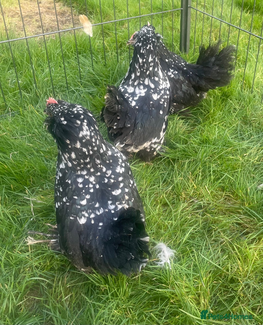 Chickens poultry for sale: Barbu D’uccles chickens - Advert 3