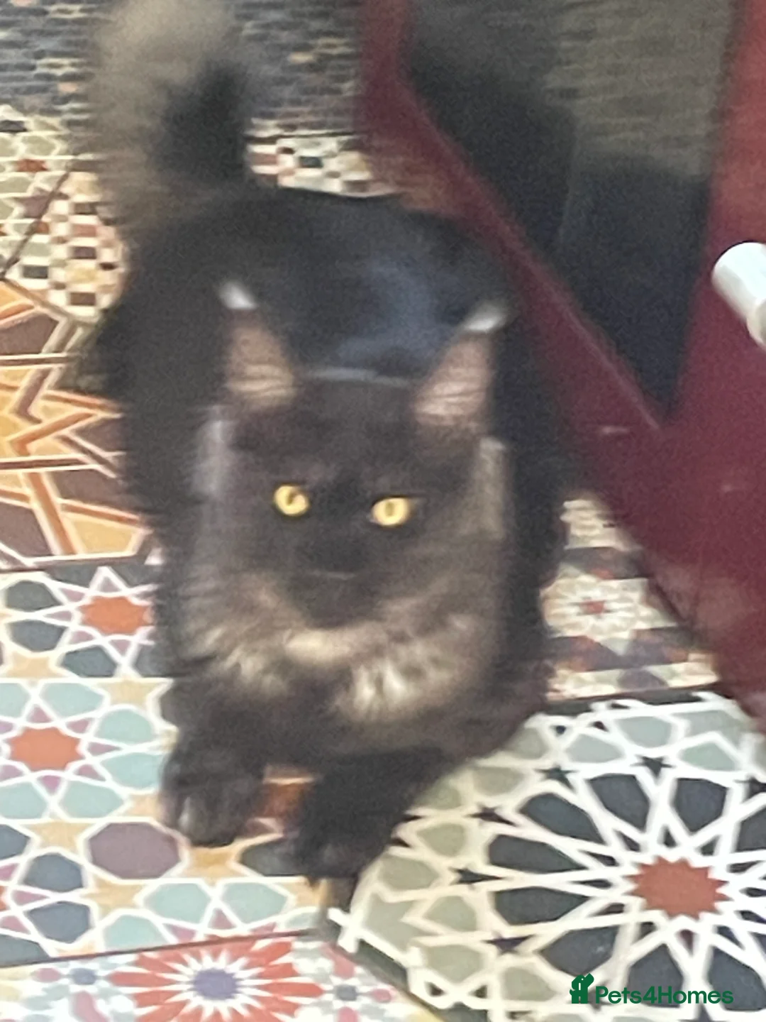 Maine Coon cats for sale: Maine Coon Kittens  - Advert 18