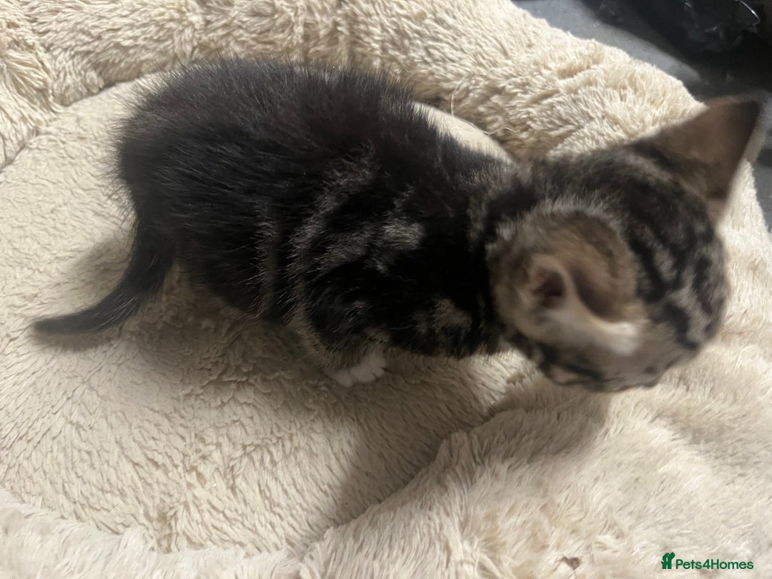 Mixed Breed cats for sale: 🐾 Beautiful 6week old mix tabby Kittens - Advert 8