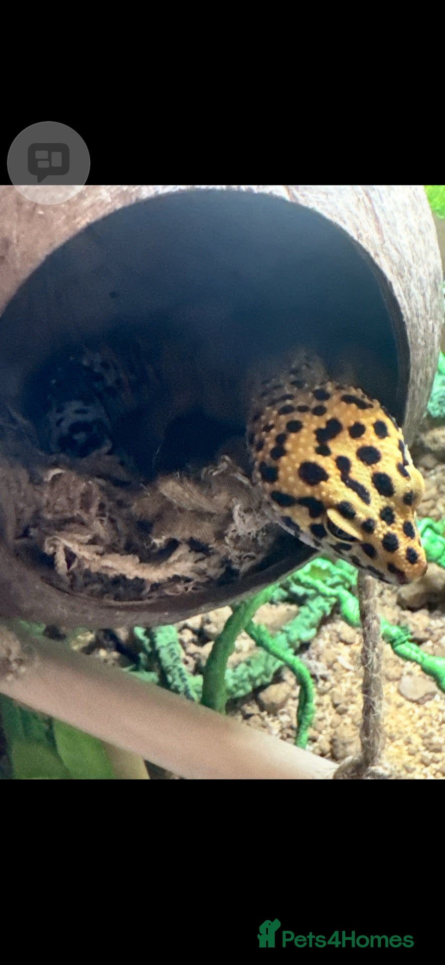 Gecko reptiles for sale: Beautiful 1 Year-Old Female geko - Advert 1
