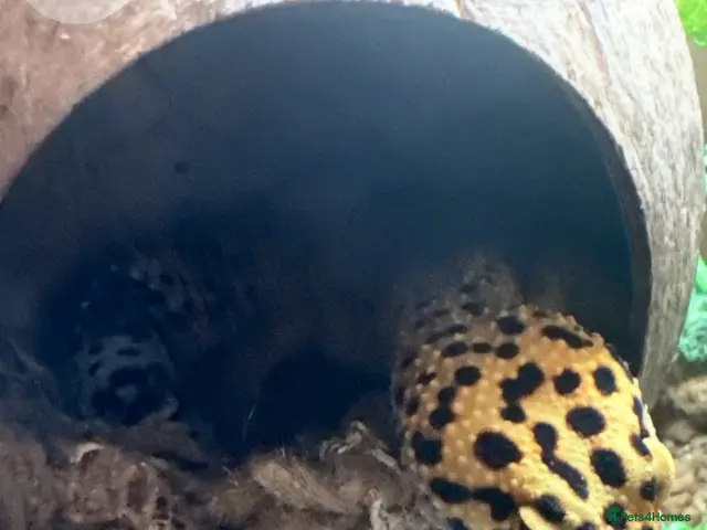 Gecko reptiles for sale: Beautiful 1 Year-Old Female geko - Advert 1