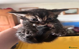 Mixed Breed cats for sale: Gorgeous playful kittens - Image 2