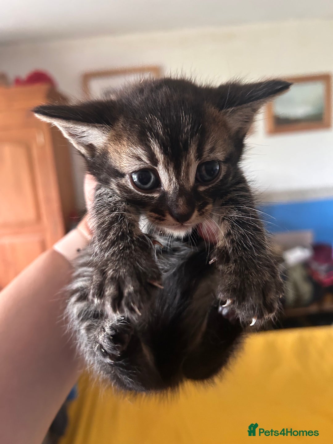 Mixed Breed cats for sale: Gorgeous playful kittens - Image 2