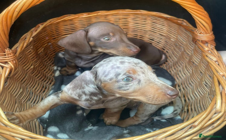 Miniature Dachshund dogs - Advert 3