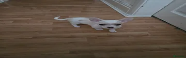Chihuahua 2