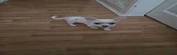 Chihuahua dogs for sale:  chihuahua - Advert 12