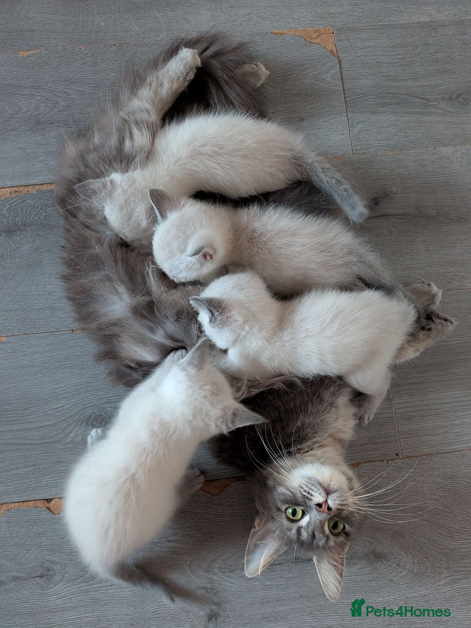 Mixed Breed cats Mainecoon x British short hair kittens - Advert 1