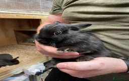 Netherland Dwarf rabbits for sale: Netherlands dwarf Doe  - Image 3