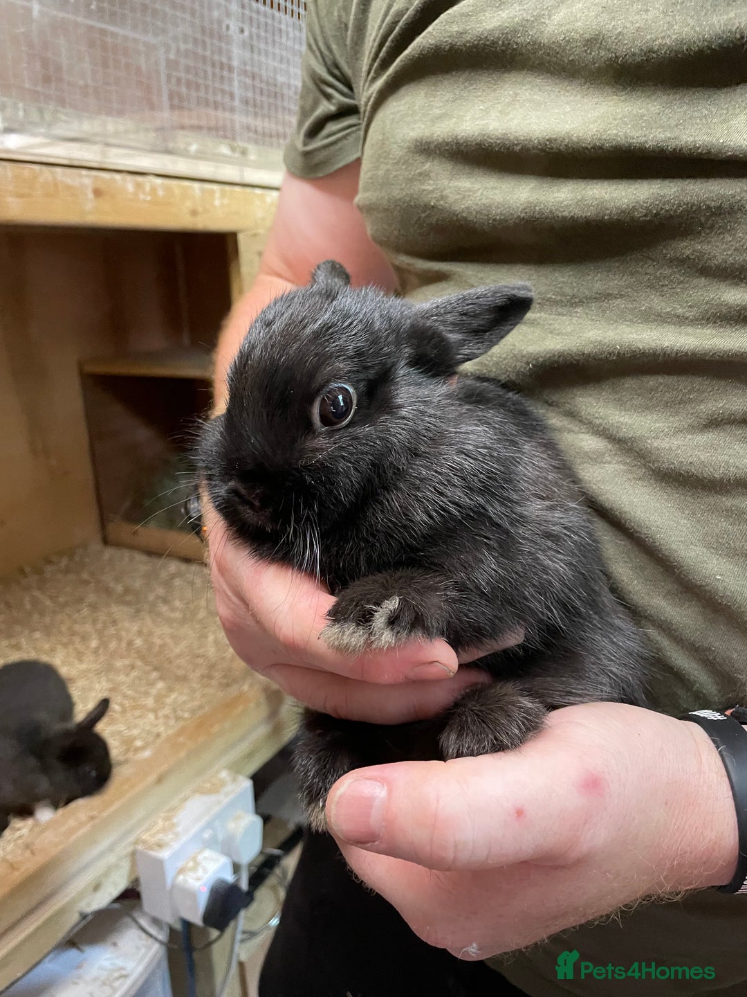 Netherland Dwarf rabbits for sale: Netherlands dwarf Doe  - Image 3