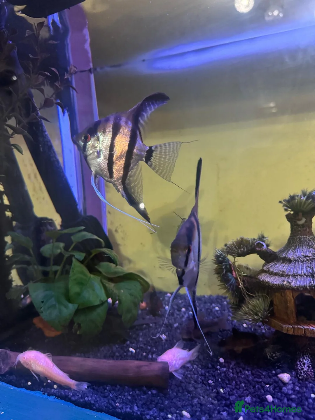 Angelfish fish for sale: Breeding pair  - Advert 2
