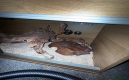 Snake reptiles for sale: Purple Stripe Superconda Western Hognose Snake - Image 9