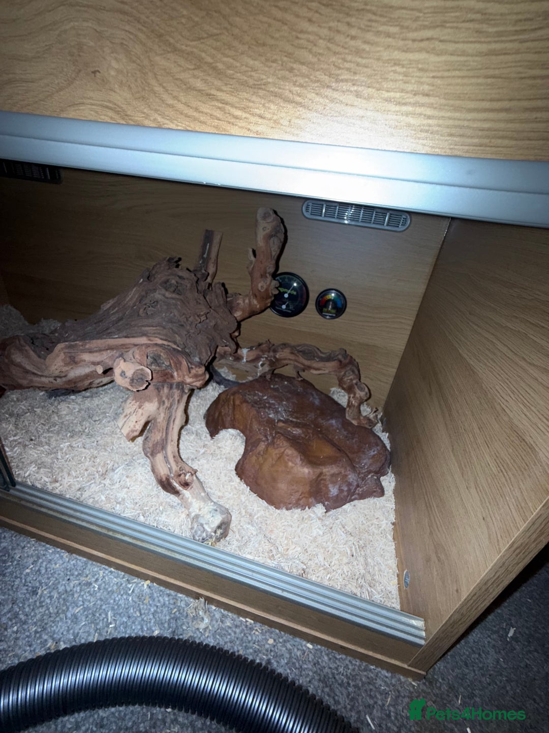 Snake reptiles for sale: Purple Stripe Superconda Western Hognose Snake - Image 9