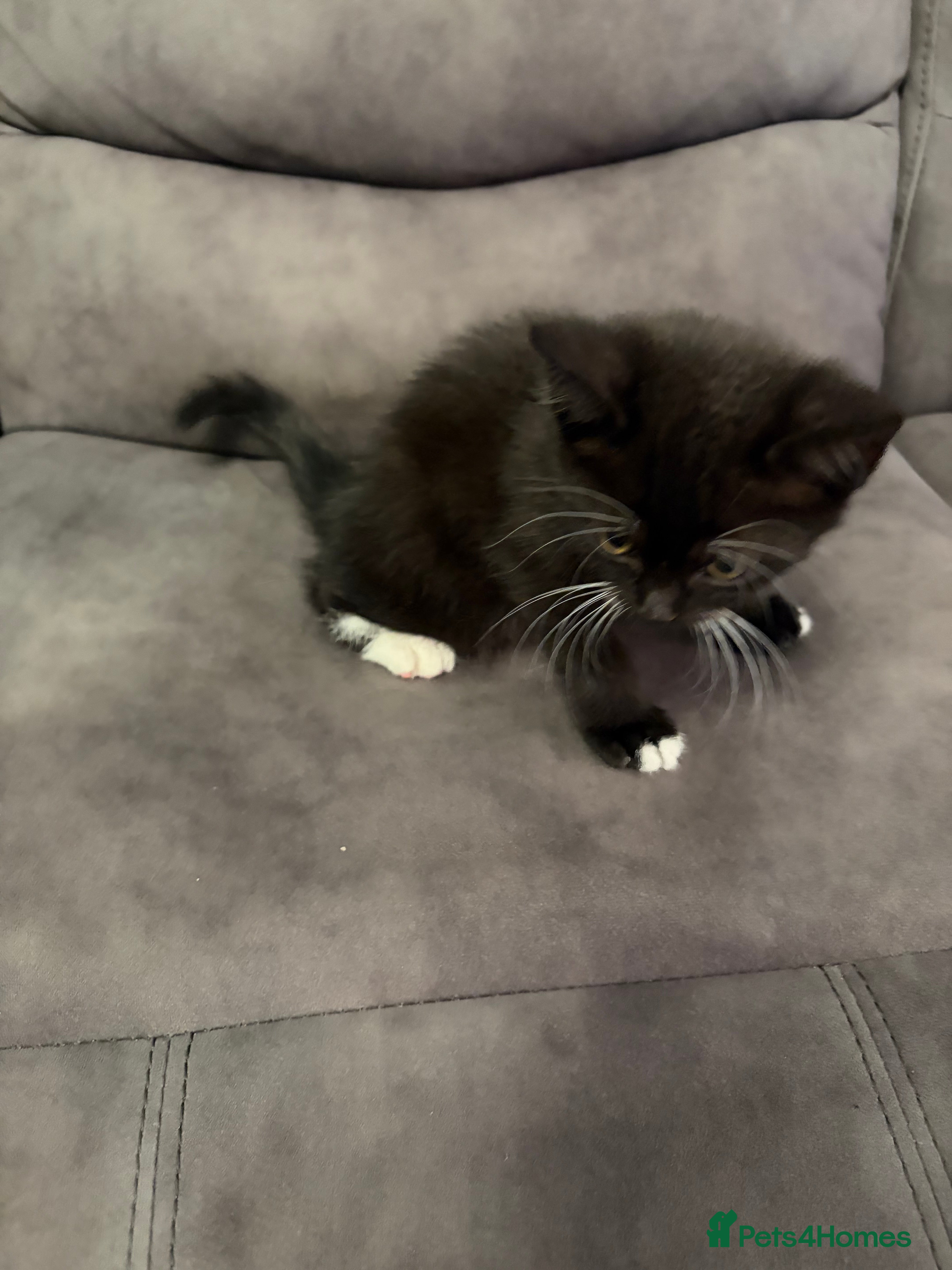 Mixed Breed cats British Shorthair Kittens - Advert 1