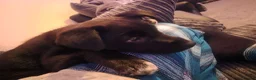 Mixed Breed dogs for sale: Socks in London - Advert 8