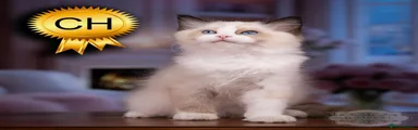 Ragdoll 9