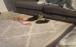 Mixed Breed cats for sale: Little Fluff kittens ready now  - Image 8