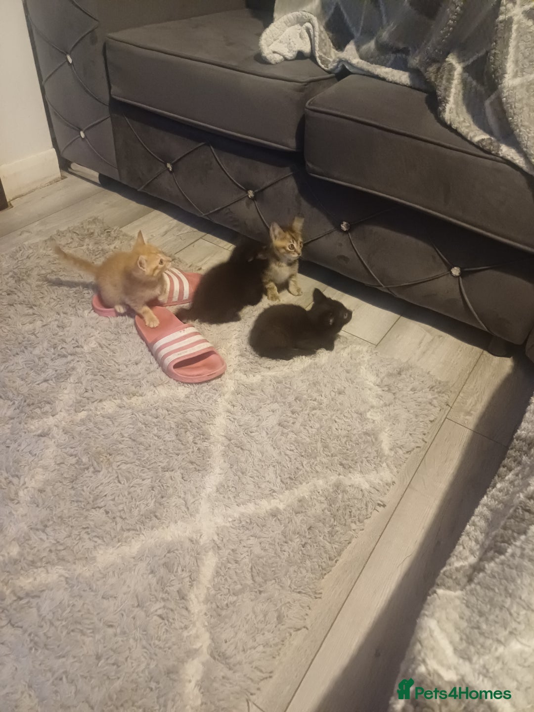Mixed Breed cats for sale: Little Fluff kittens ready now  - Image 8