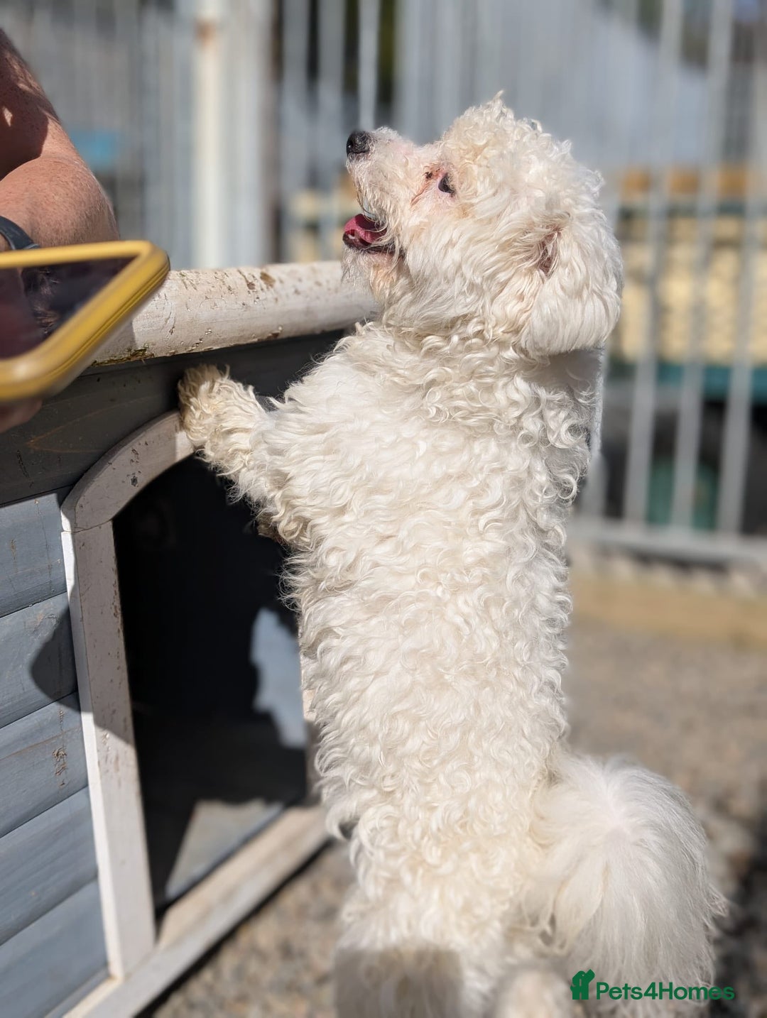 Mixed Breed dogs for adoption: Max - In Ayr Looking for a home  - Image 5