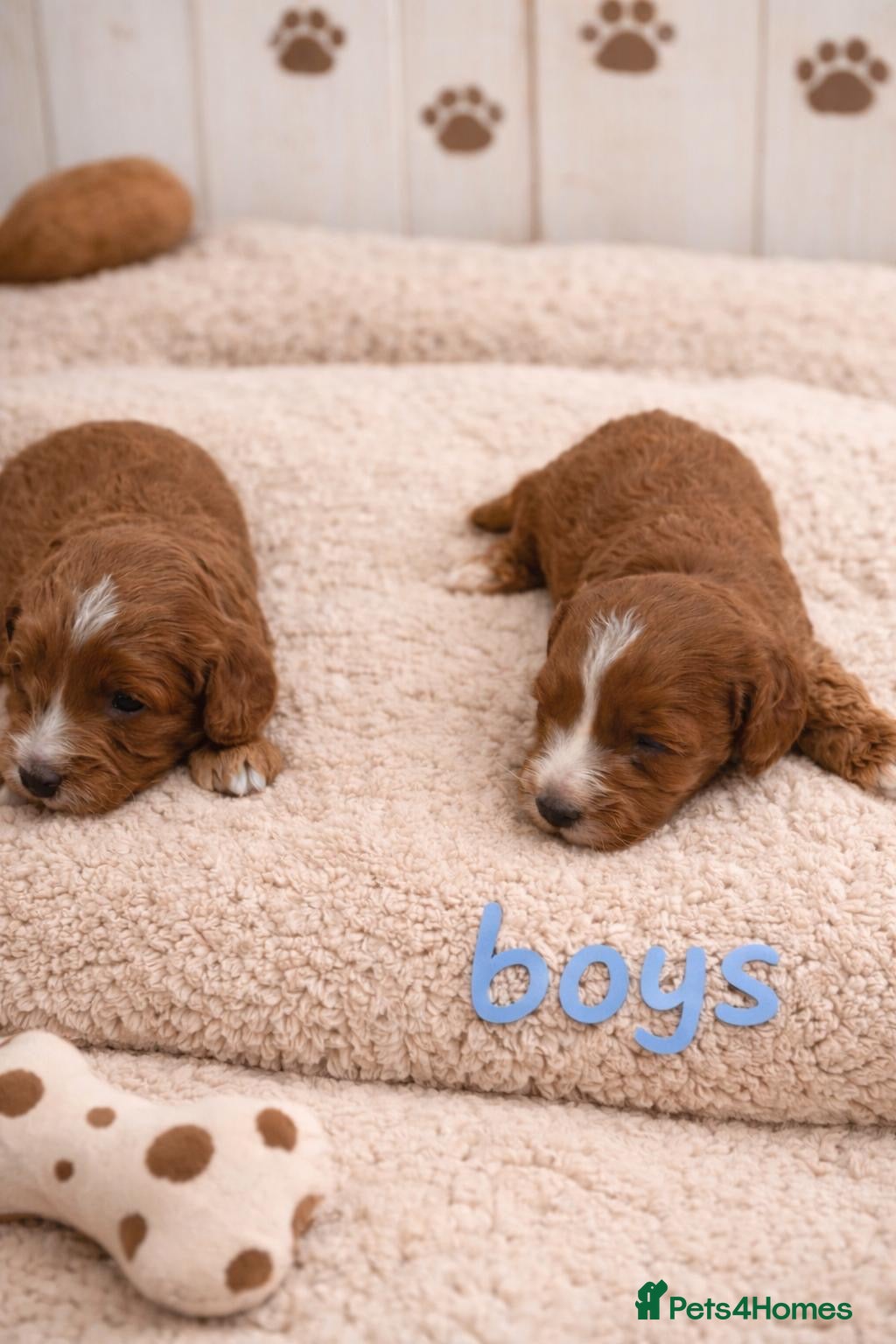 Cavapoo dogs Beautiful F1b Cavapoo's Health Tested Parents - Advert 18