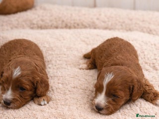 Cavapoo dogs Beautiful F1b Cavapoo's Health Tested Parents - Advert 18