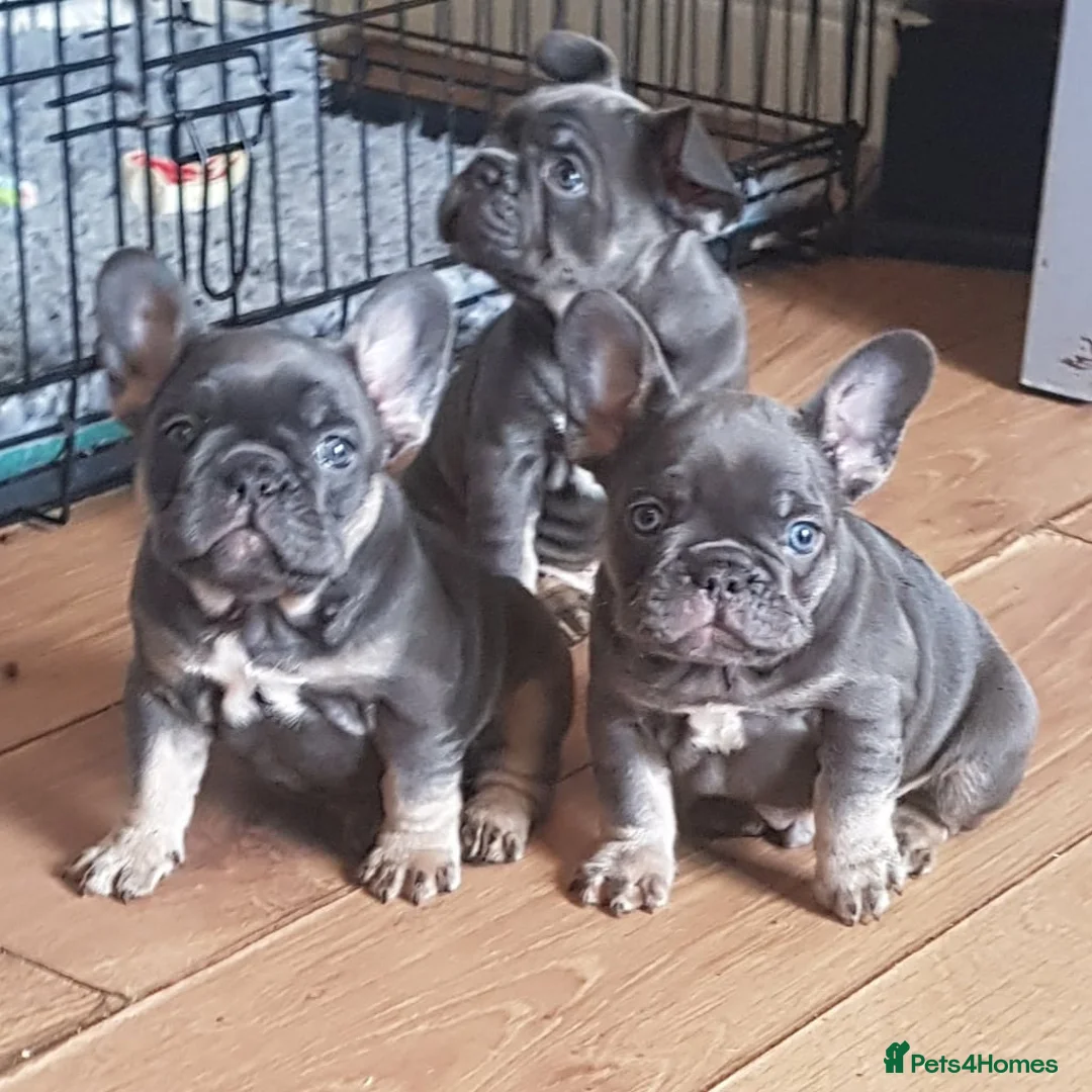 French Bulldog dogs for stud: Mayan, Rfg, bva, Silver health tested Lilac tan in Sheffield - Advert 16