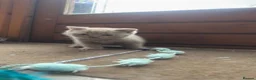 British Shorthair cats for sale: Selling british short hair kittens in Peterhead - Advert 5