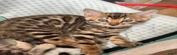 Bengal cats for sale: BEAUTIFUL BABY BENGALS FOR SALE  - Advert 34
