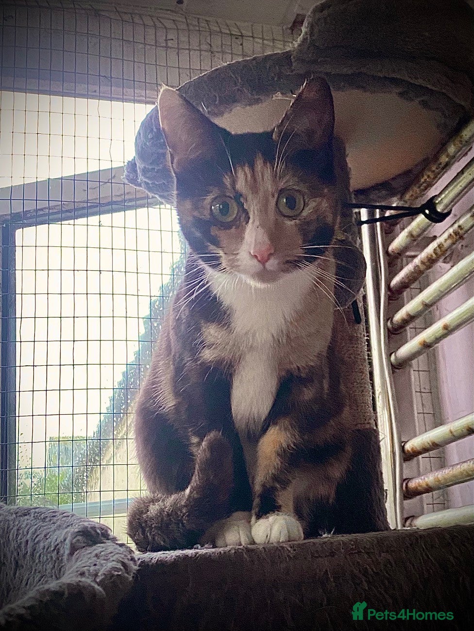 Mixed Breed cats Calico female 10 month old, semi-feral.  - Advert 5