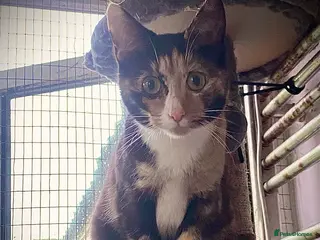 Mixed Breed cats Calico female 10 month old, semi-feral. - Advert 1