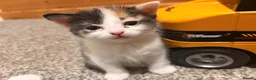 Mixed Breed cats for sale: 2 stunning black and white Kittens left - Advert 28