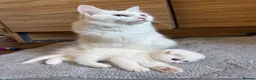 Scottish Fold cats for sale: Gorgeous Scottish Fold & Straight Kittens  in Ayr - Advert 29