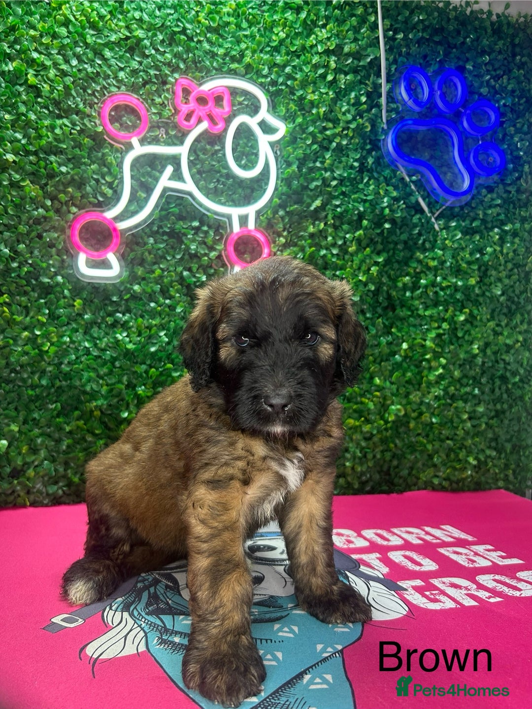 Saint Bernard dogs for sale: F1 St Berdoodle  - Image 6