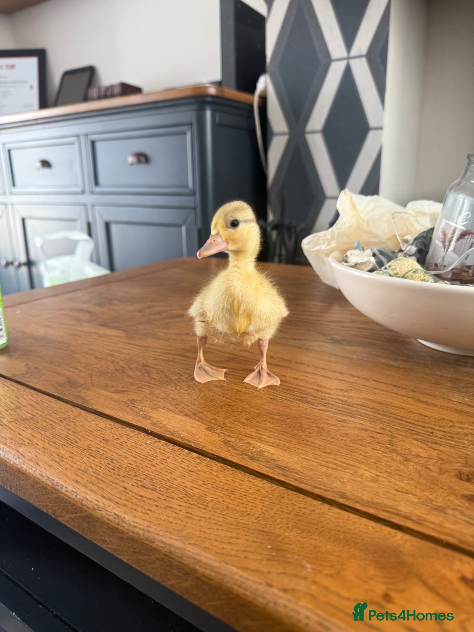 Ducks poultry 🦆✨Beautiful Call Duck × Snowy Mallard Duckling✨🦆 - Advert 15