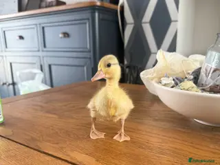 Ducks poultry 🦆✨Beautiful Call Duck × Snowy Mallard Duckling✨🦆 - Advert 15