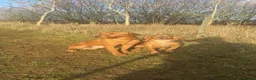 Cockerdor dogs for sale: Working Cockerdor Puppies  - Advert 4