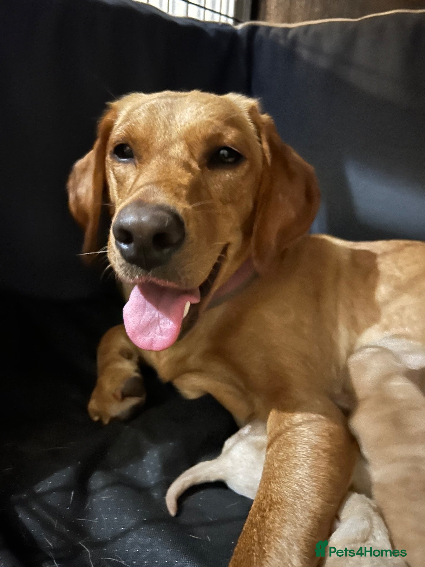 Labrador Retriever dogs for sale: KC REGISTERED FOX RED & YELLOW LABRADOR PUPPIES - Advert 1