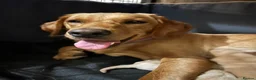 Labrador Retriever dogs for sale: KC REGISTERED FOX RED & YELLOW LABRADOR PUPPIES - Advert 1