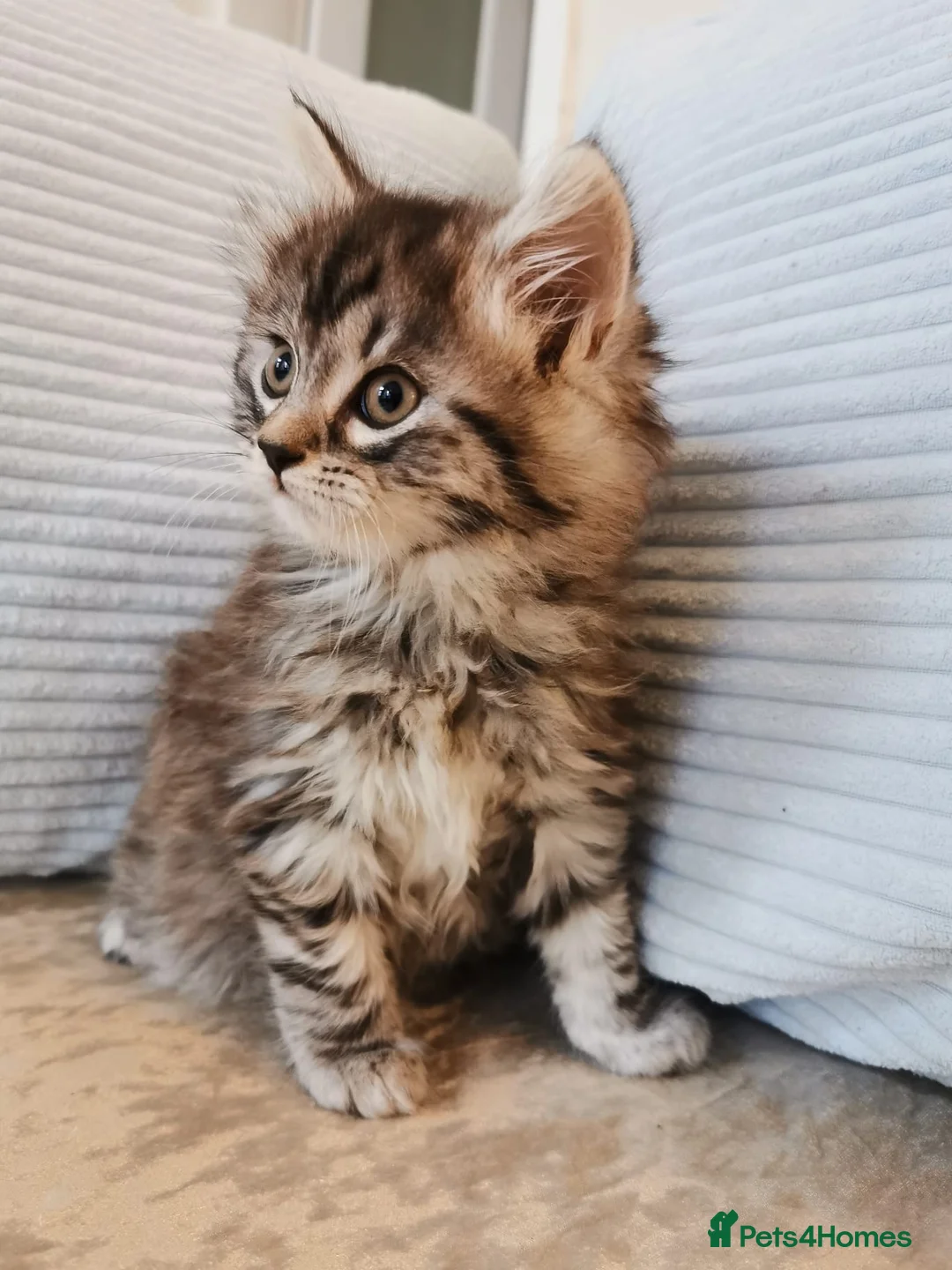 Maine Coon cats for sale: Big, Chunky, Blue Maine Coon Boy. - Advert 7