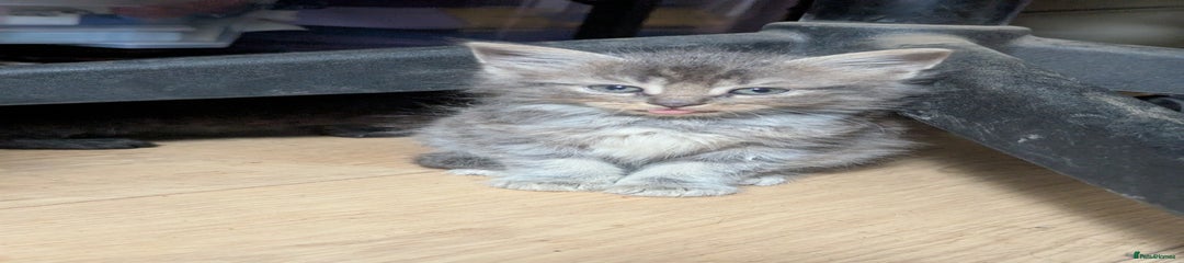 Mixed Breed Kitten 2