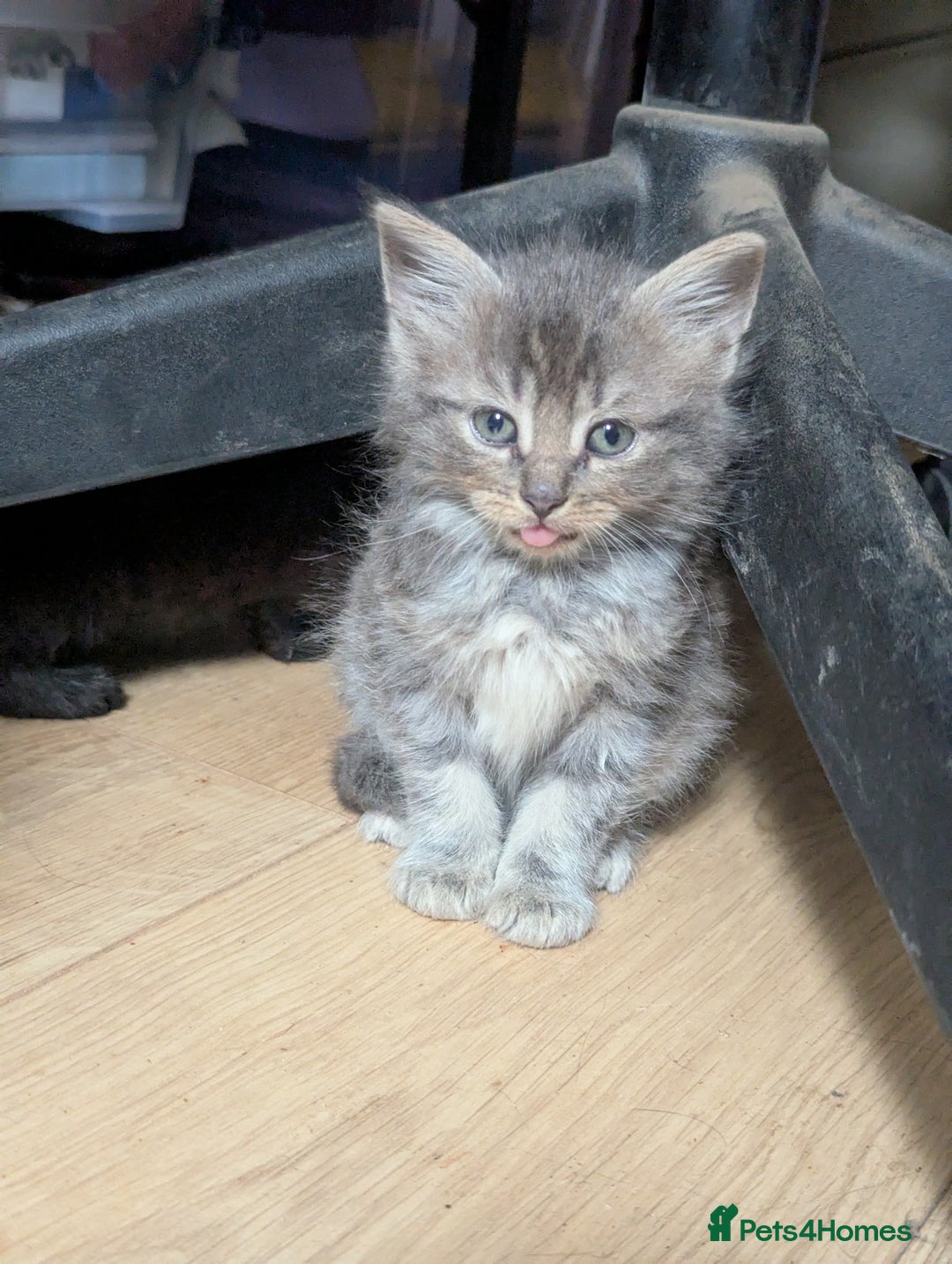 Mixed Breed cats for sale: Beautiful Kittens Ready to Go 4th August - Image 7